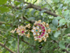 Picture of Pink peacock earrings