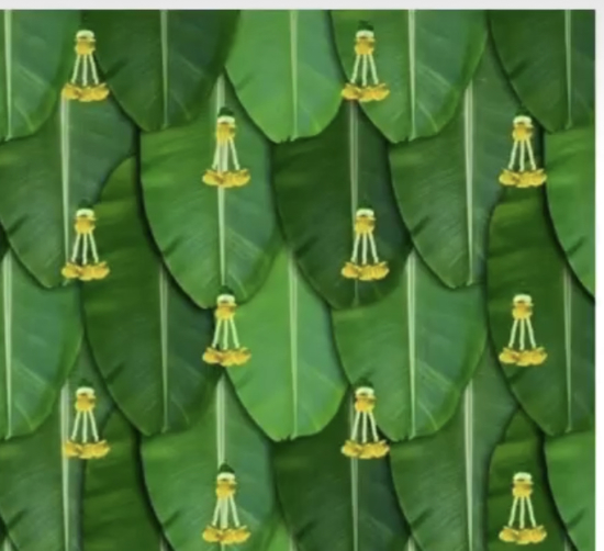 Picture of Brand New banana leaf Backdrop