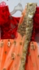 Picture of Party wear lehenga with attached dupatta and red zardosi waist belt 8-10y 