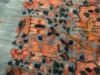 Picture of Kalamkari kurtas 8-10y
