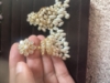 Picture of Pearl and victorian earrings combo 