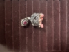 Picture of Pearl and victorian earrings combo 